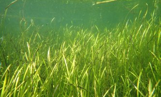 Photo showing field of seaweed