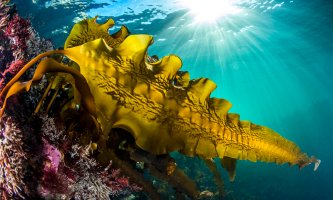 An underwater picture showing a large kelp plant
