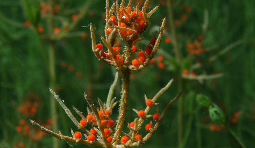 Cose up of red plant