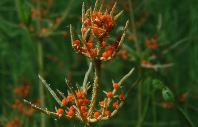 Close up picture of red plant