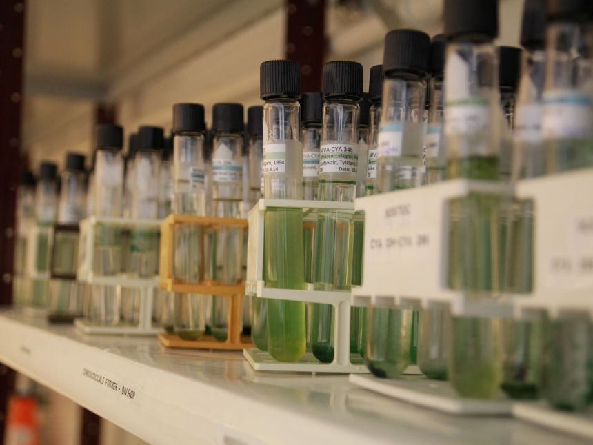 Small glasses with green content