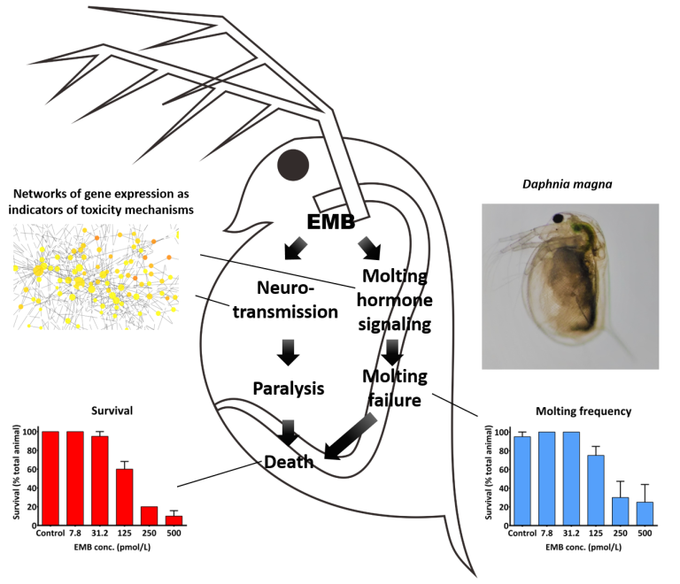 daphnia magna