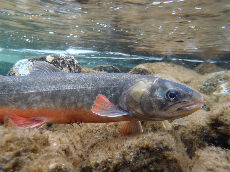 Arctic charr_Jenny Jensen