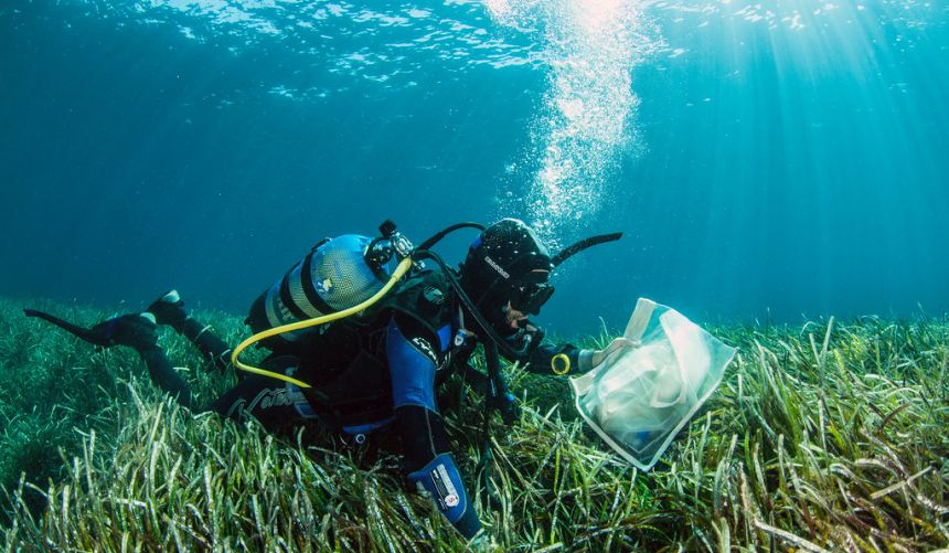 Diver with plastic zipperbag in seagrass meadow