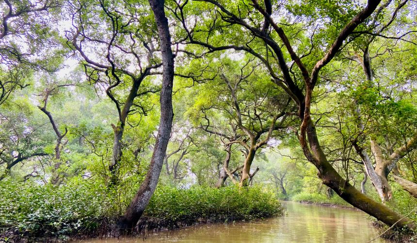Mangrove skog