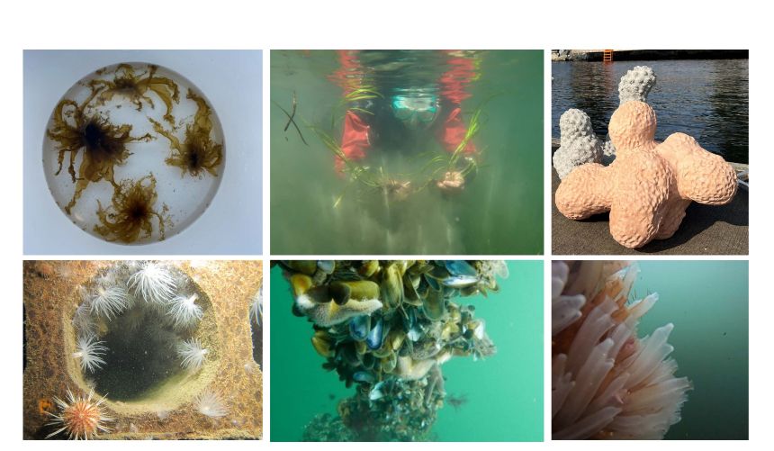 Six small pictures showing different ways of restoring life in the fjord.