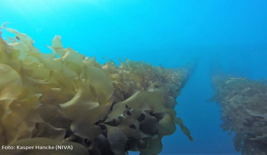 Kelp