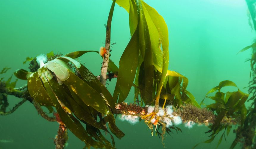 Kelp under water