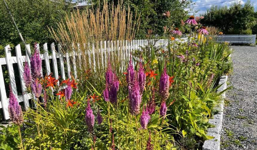 Regnbed med ulike høye planter og rosa blomster langs et gjerde