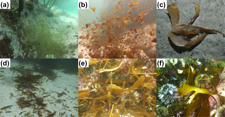 kelp detrial particles