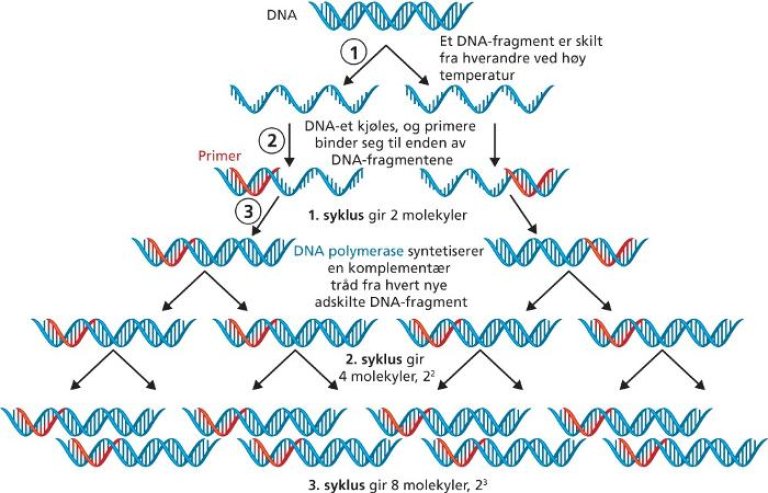 medium_pcr_gyldendal
