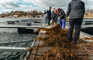 Høsting av tare ved Padda i Oslofjorden