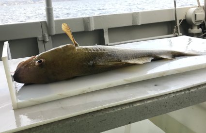 Fisk på brett i båt
