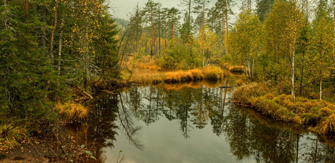 Stille vann i høstlig skog