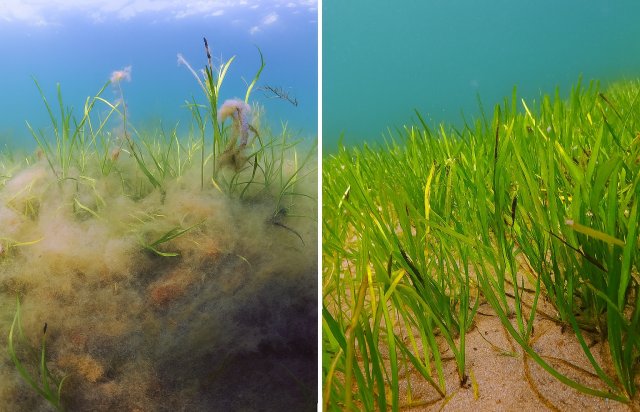 tpdelt bilde, der den venstre delen viser ålegraseng nesten helt begravet av lurv, mens den høyre delen viser frisk ålegraseng