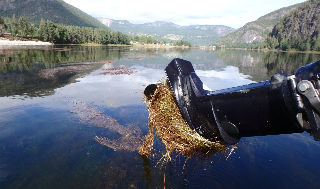 Krypsiv har surret seg inn i propellen på en påhengsmotor. 