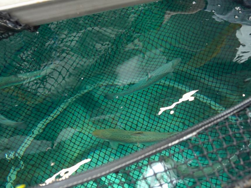 Fisk i trykktank