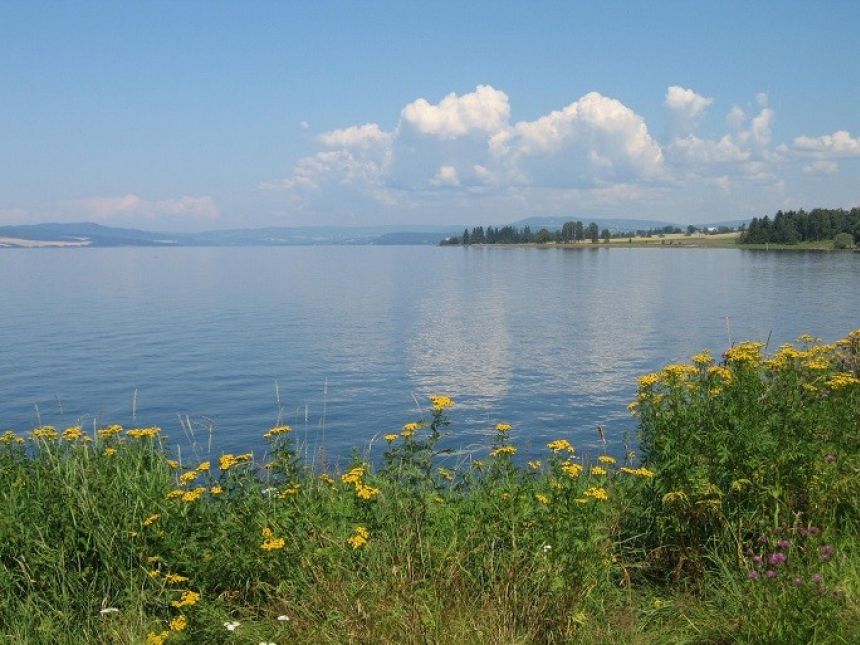 View of Mjøsa behind yellow wildflowers