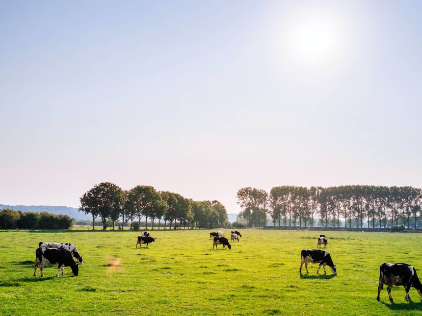 Land med høy husdyrtetthet, som Nederland, Belgia og Tyskland, vil trolig måtte redusere nitrogenforurensning for å beskytte sensitive økosystemer. (Illustrasjonsbilde: Leon Ephraïm on Unsplash)