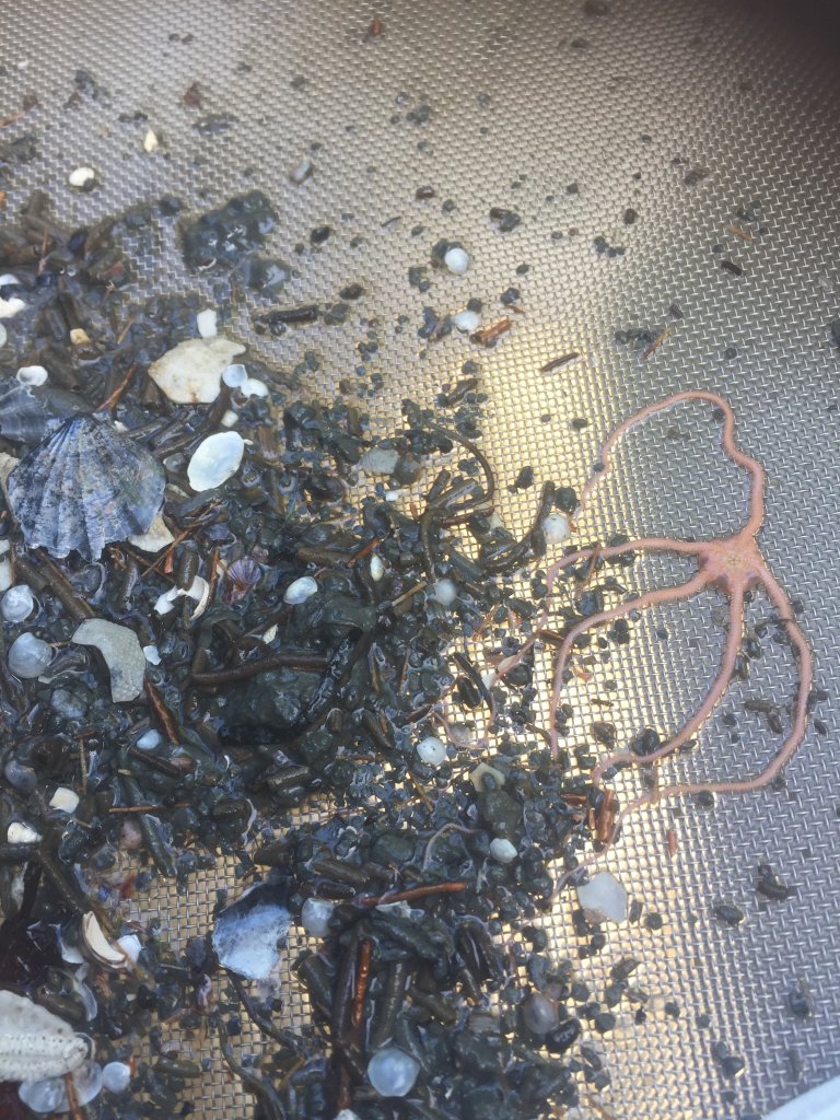 Nærbilde av sjøbunn med sand, smådyr, skjell.