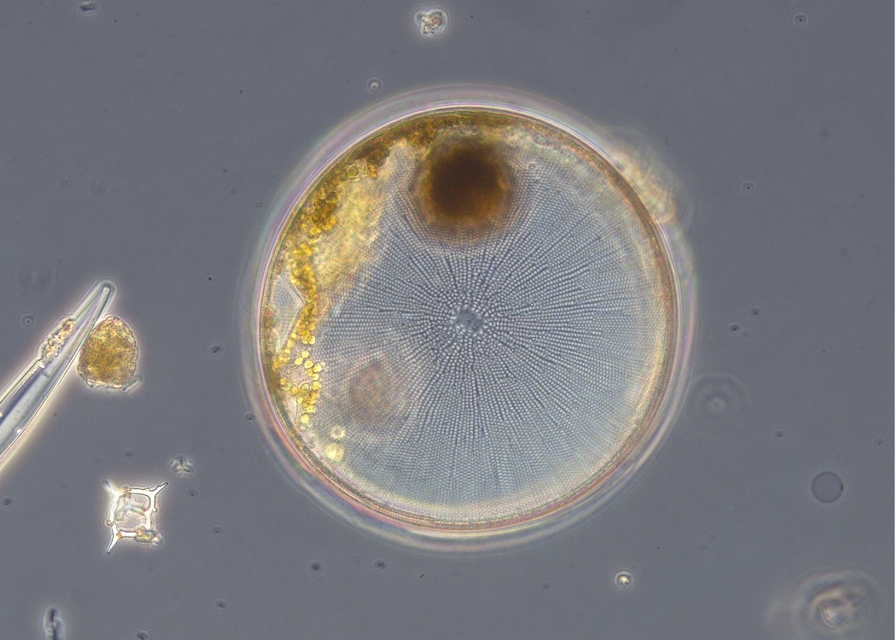 kiselalge fra slekten Coscinodiscus