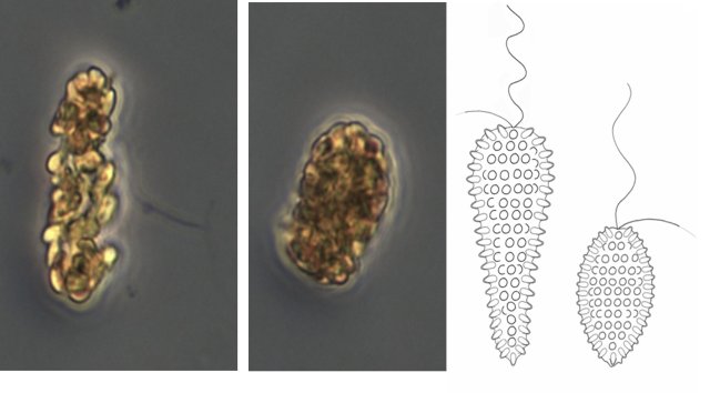 thousands of algeas on blue background