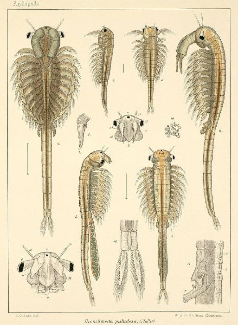 medium_800px-branchinecta_paludosa_plate