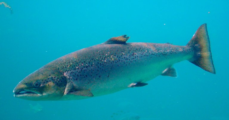 Salmo_salar-Atlantic_Salmon-Atlanterhavsparken_Norway_(cropped).jpg