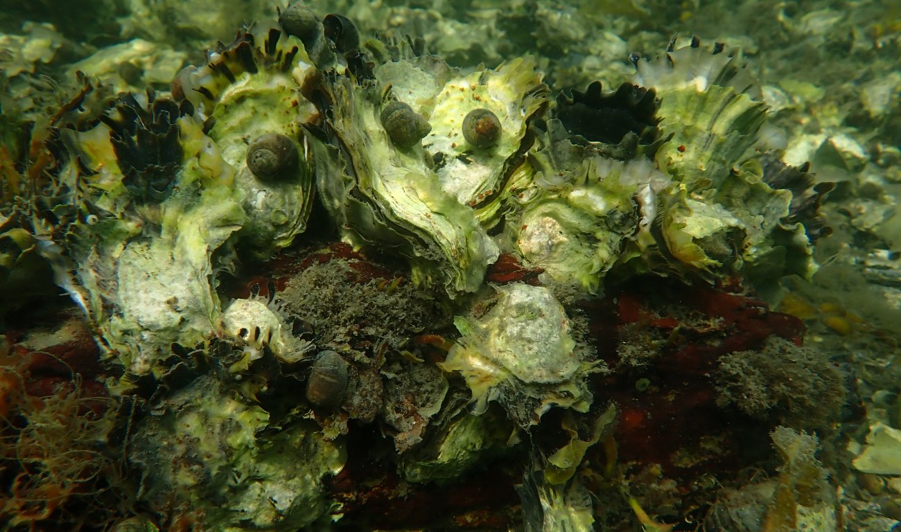 Skjell under vann
