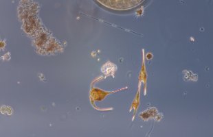 Fureflagellater fra slektene Tripos og Protoperidinium