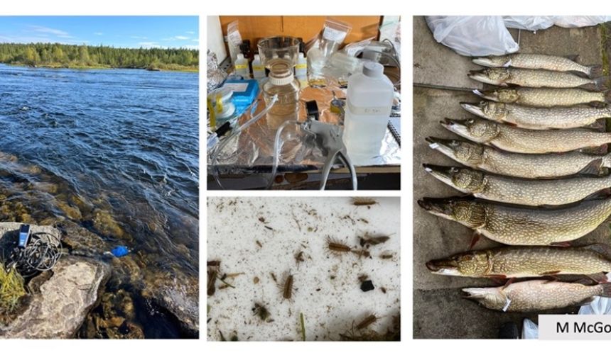 Kollasj av fisk, labutstyr og sjø