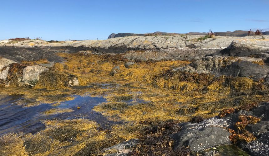 Sjøgress i tidevannssonen