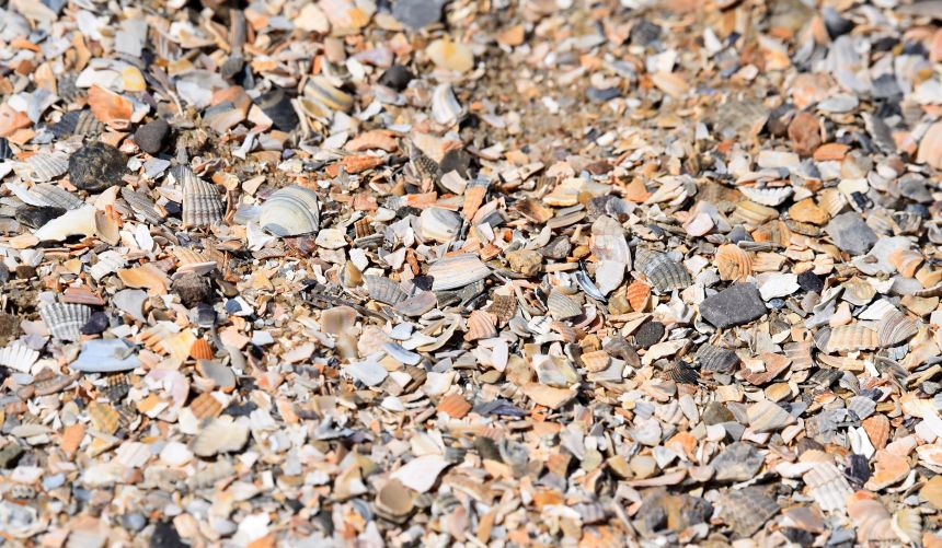 En samling av knuste skjell på en nederlandsk strand. Illustrasjonsbilde, det er ikke disse skjellene prosjektet skal bruke. Foto: Chanteur-de-Vent/ Adobe Stock
