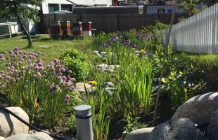 Foto av regnbed med blomster og steiner, bikuber i bakgrunnen 