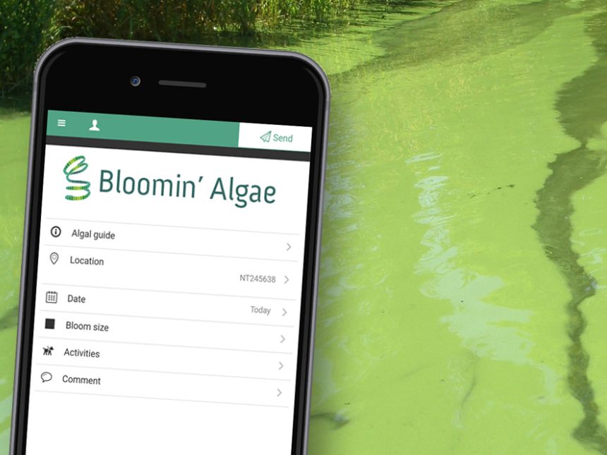 Algae bloom